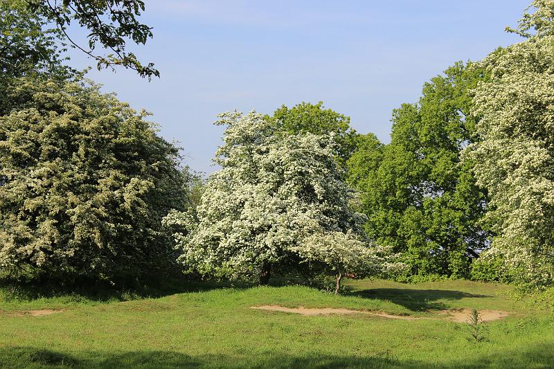 Herdenking WO 1 - (178).JPG